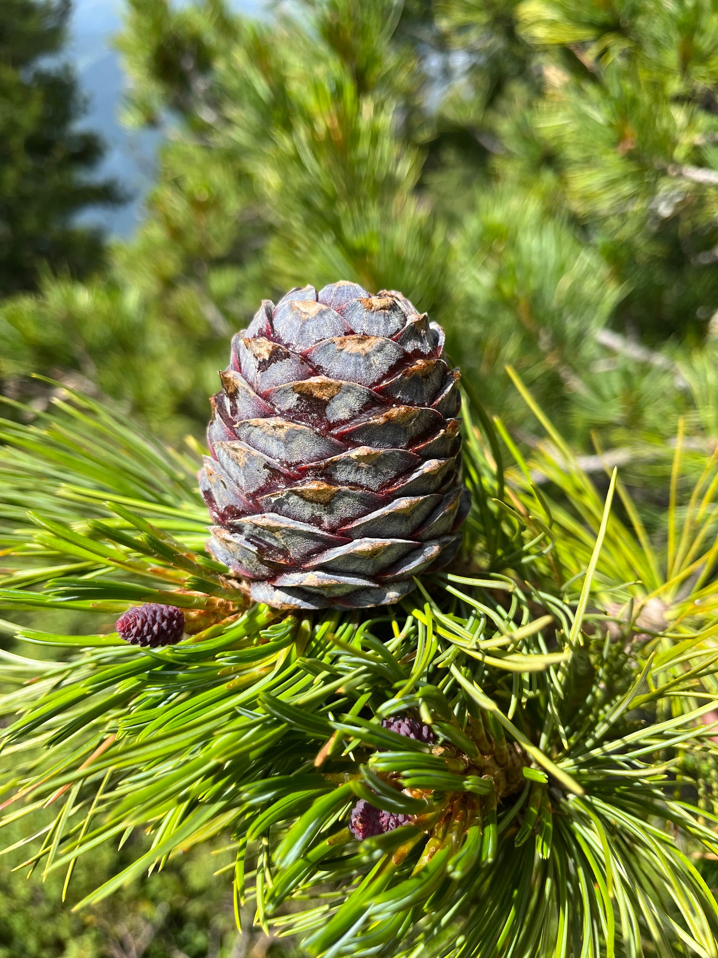 Zirbe - Zirbengeist Edelbrand Schnapseule