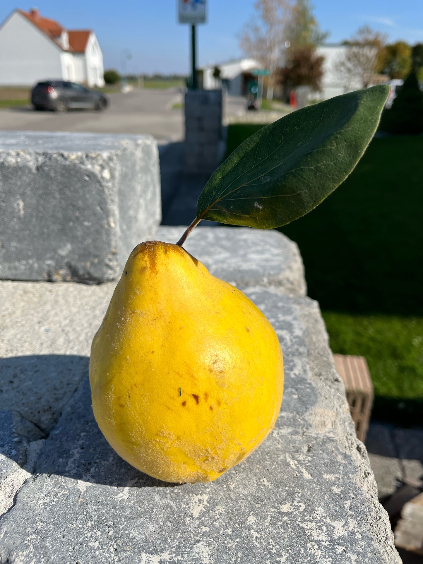 Quitte - Edelbrand Schnapseule